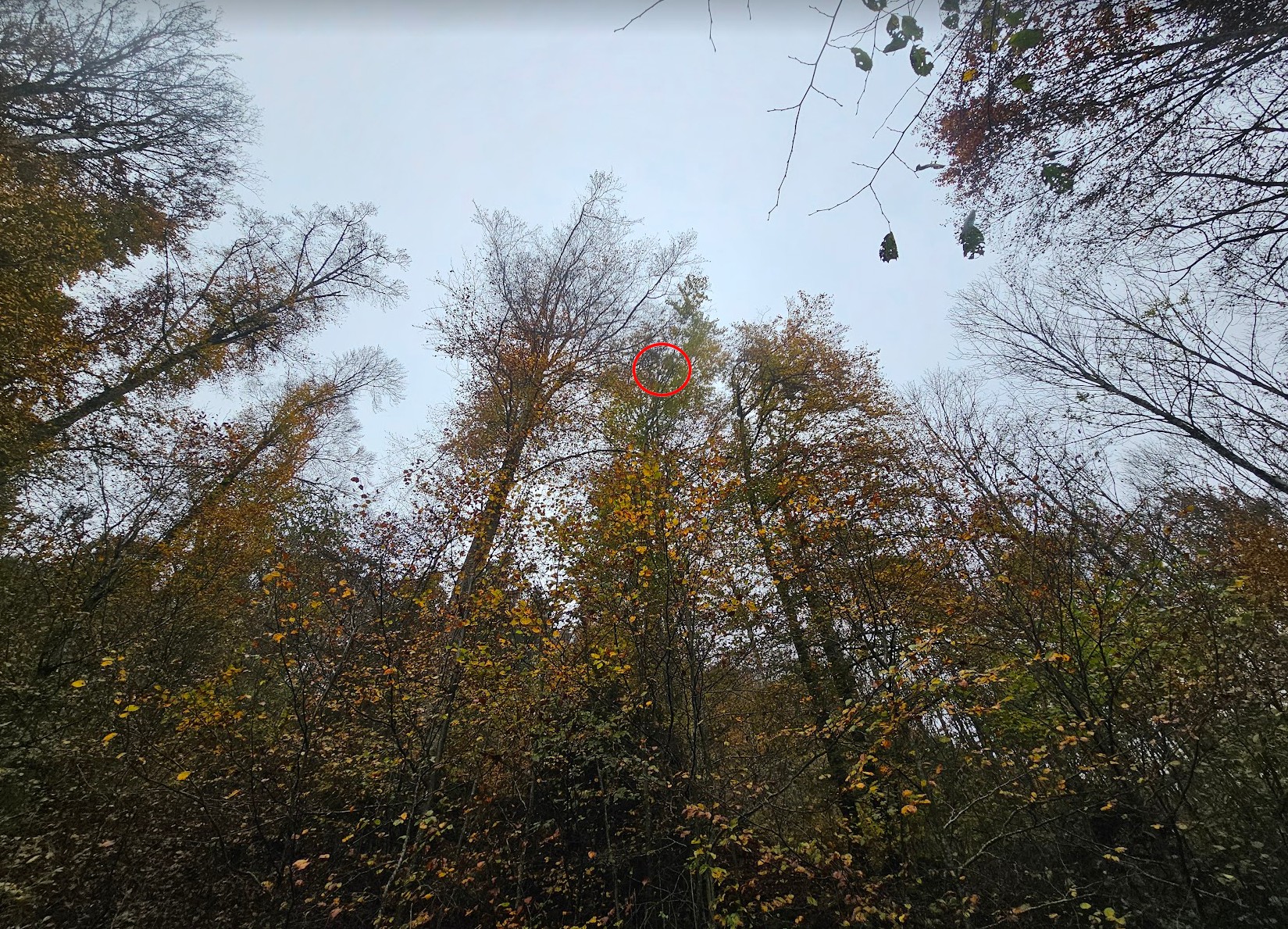 Weiteres Beispielbild